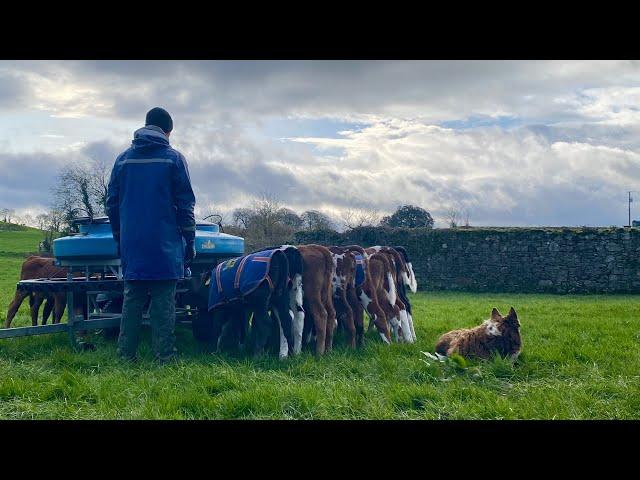 Irish Dairy Farm: DAY IN THE LIFE