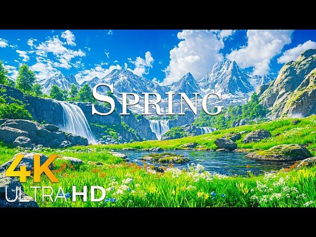A Glimpse of Spring Life in Switzerland  Mesmerizing 4K Nature Footage 4K