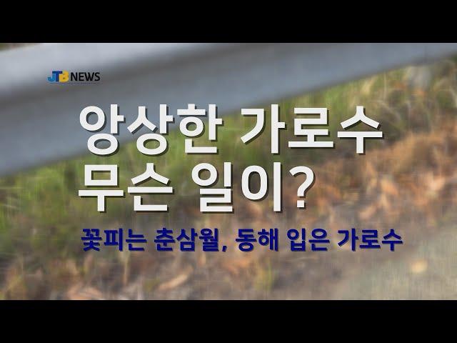 [JTBNews/진도투데이]앙상한 가로수 무슨일이? 꽃피는 춘삼월, 동해 입은 가로수