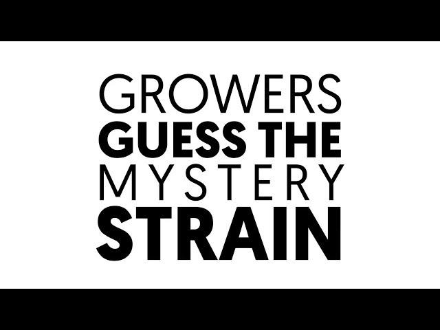 Grow-Off teams guess the mystery strain!