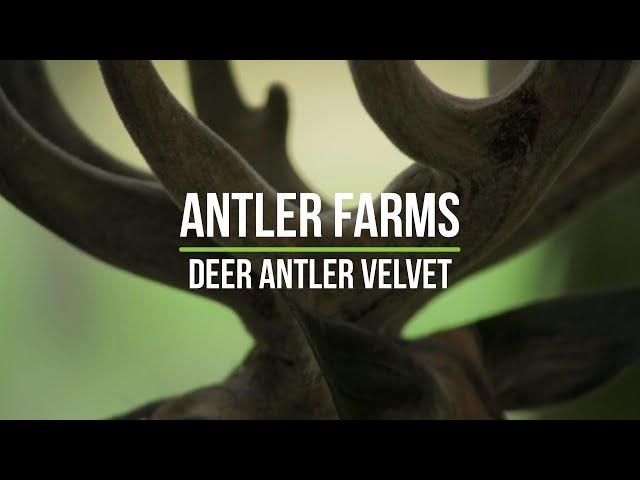 Antler Farms Deer Antler Velvet - Pure, Clean and Powerful Adaptogen