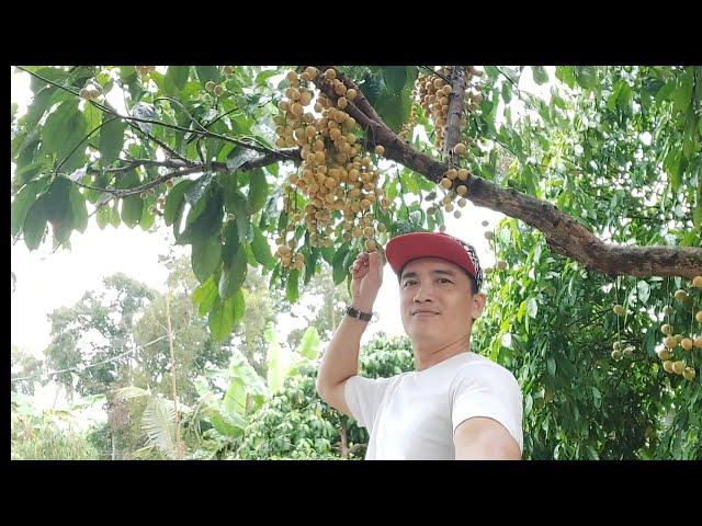 #52 Thử Thách Ăn Hết Vườn Dâu | Thầy Thật Vlog