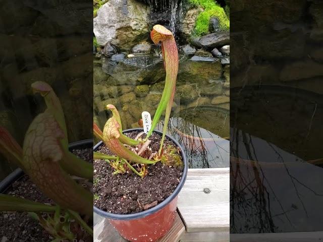 Sarracenia Dixie Lace
