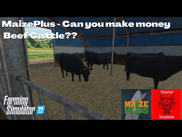 Can you make money - Beef Cattle- MaizePlus - FS22