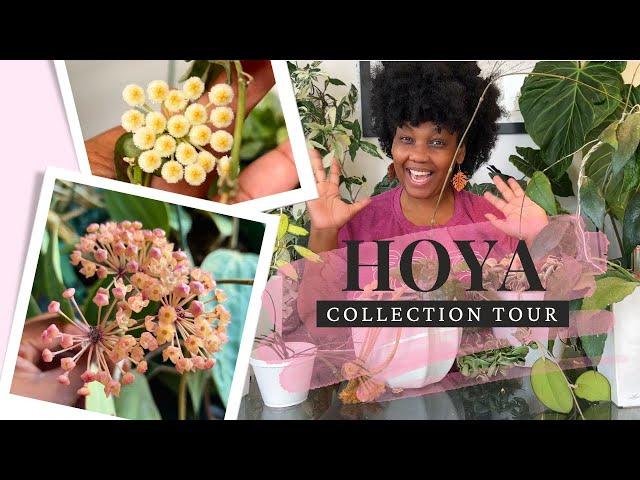 Tour My Entire Hoya Collection! 