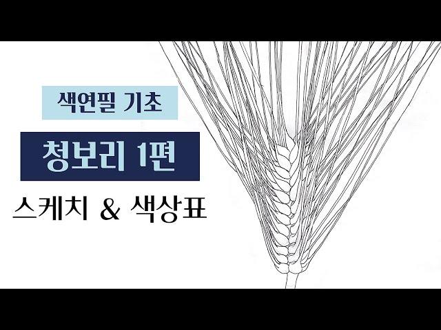 색연필기초/청보리 1편/ 스케치 & 색상표/ 보태니컬아트 기초/ Botanical art