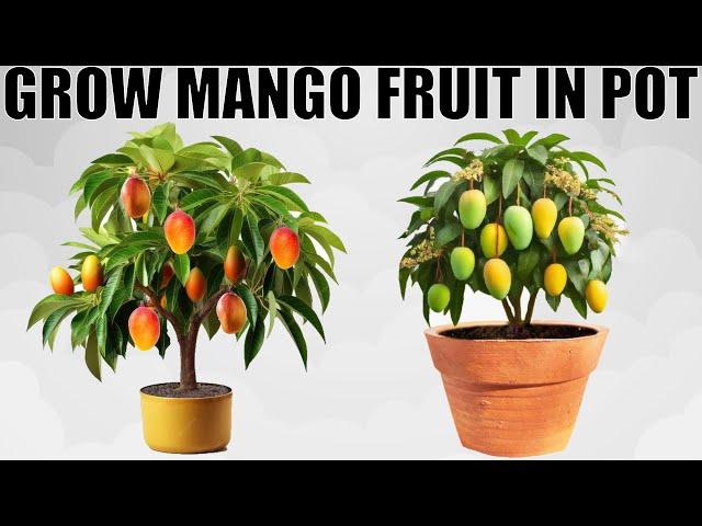 HOW TO GROW A MANGO TREE IN POT | WITH FULL UPDATES