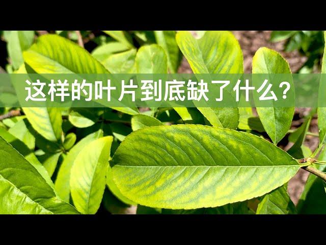 【叶片异常之黄绿相间】究竟是缺镁还是缺铁锰锌？｜不可滥用泻盐/浴盐Epsom Salt