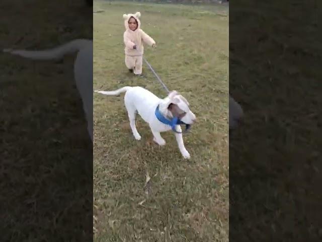 baby bear vs pitbull