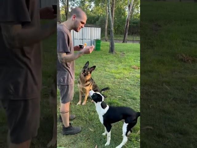 Border Collie Vs German Shepard