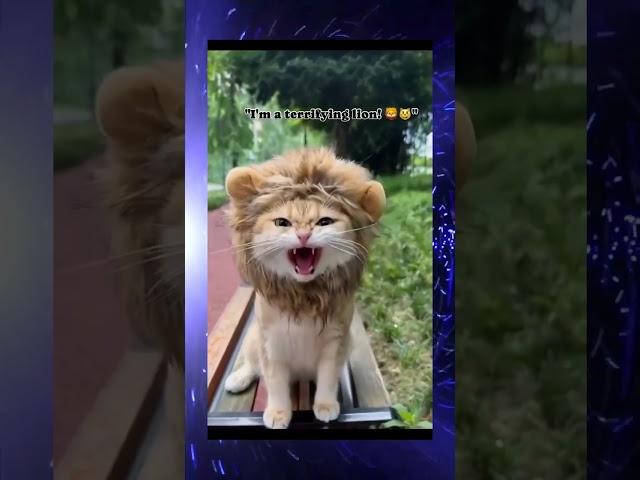 Funny cats and dogs    Кумедні коти та собаки  #кіттіктокер #кітукраїнець #кіт #cattok #catlove