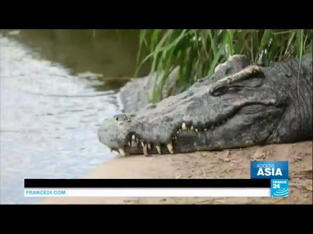 Thailand: inside a crocodile "megafarm"