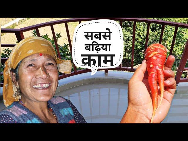 और गाजर की खेती पहाड़ में सफल रही ️|| Pahadi Lifestyle Vlog || Pahad Wale Bhaiya