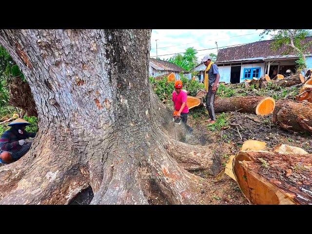 Giant Rain Tree