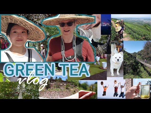 How to make tea? | Mengding Gan Lu | Chinese green tea process | ZhenTea