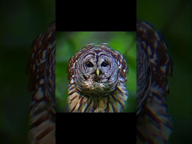 #berkut #birds #nature #wildlife #орёл #goldeneagle #falcon #hawk #harrishawk #ястреб #охотники