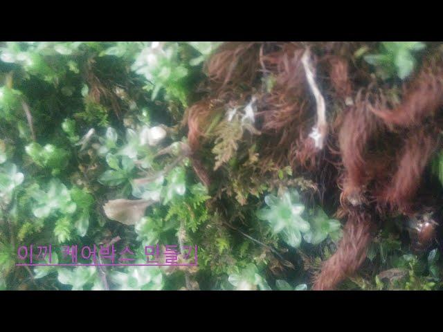 이끼(moss) 케어박스 준비과정 _garden pak