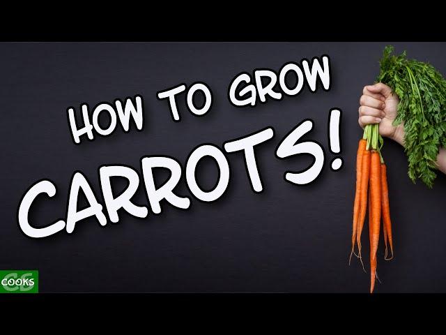 How to Grow Carrots in Raised Beds