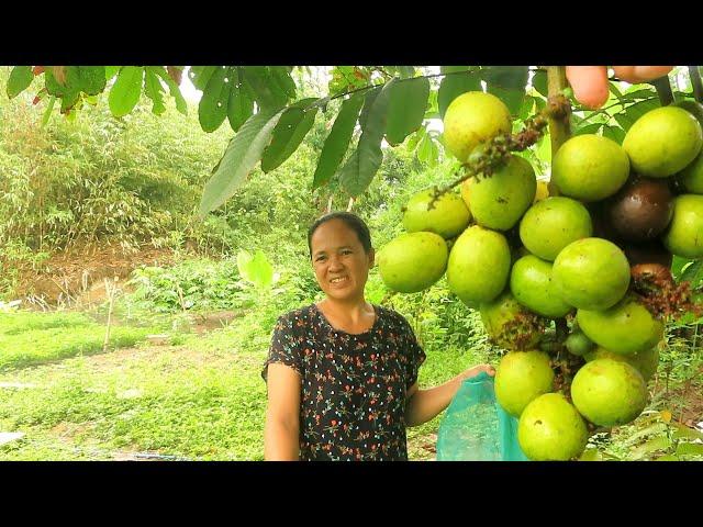 PANEN BUAH MATOA|| CAMERAMEN BIKIN ULAH