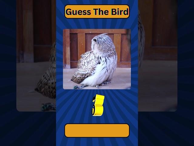 Guess The Bird 7 | Quiz Tunnel