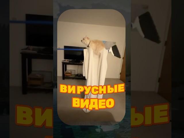 ВИРУСНЫЕ ВИДЕО / Очень толстый кот 