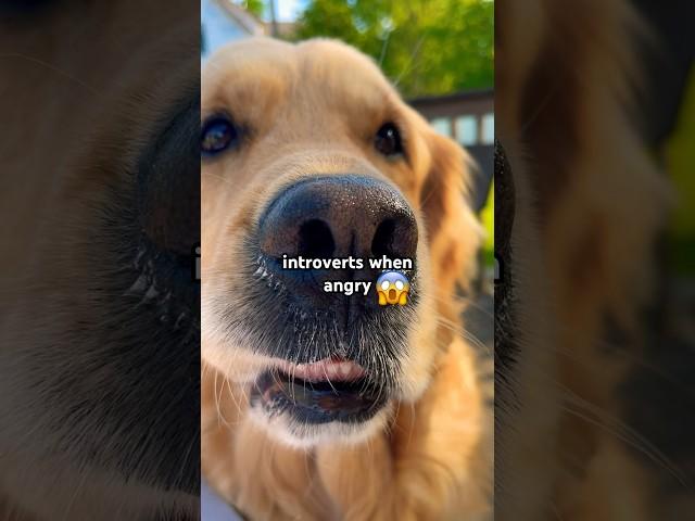 Extrovert vs introvert #dog #dogs #goldenretriever #thedoghouse #dogmom #introvert #extrovert #fyp