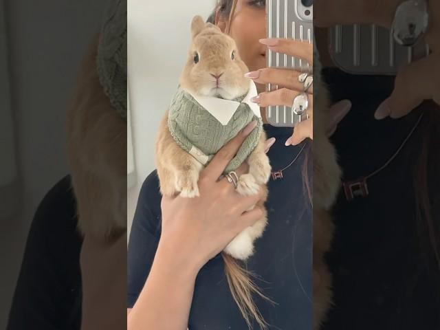 His new fit #bunnydayoff #bunny#brand #fashionista #rabbitsofinstagram #netherlanddwarfbunny