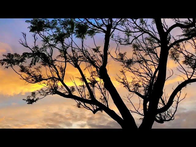 Nature sounds - Birds singing - Sunset time