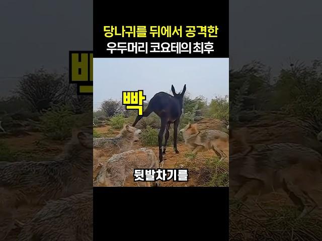 당나귀를 뒤에서 공격한 우두머리 코요테의 최후