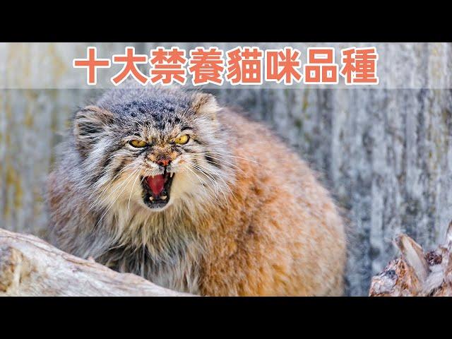 10大猫咪禁養品種，每個都是妥妥的牢底坐穿獸