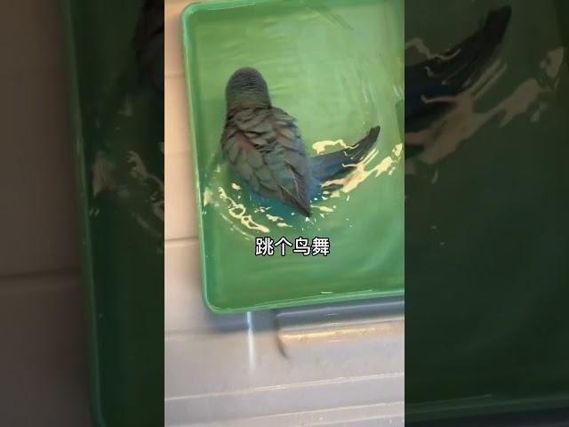 Let me show you what the bird looks like after shrinking# parrot# pet# funny #parrot #birds #pets #