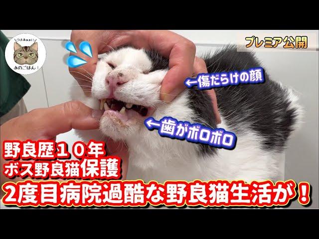 野良歴１０年超の野良猫緊急保護！2度目の病院で体がボロボロな訳とは！？【医師の解説付】