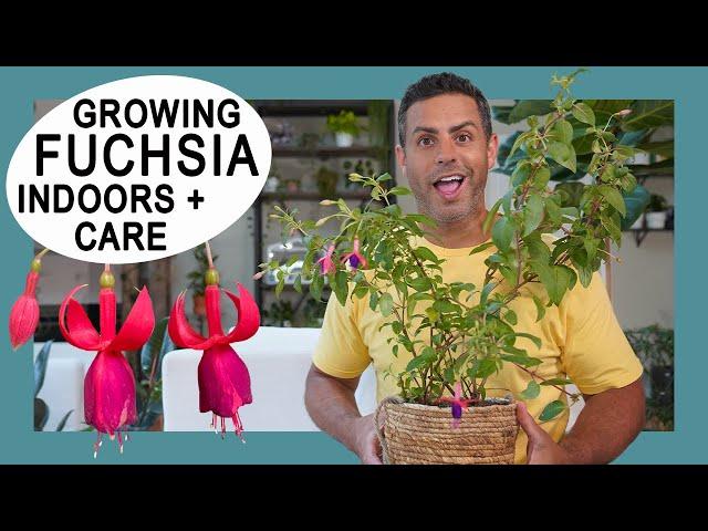 Houseplant Trends 2021: Growing Fuchsia Plants Indoors - Crucial Care and Tips #FuchsiaPlants