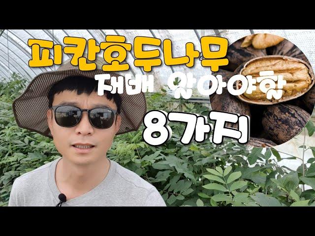 피칸호두나무묘목 재배 알아야할8가지특징  페칸호두 pecan tree nursery (키움묘목농원)