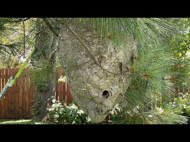 Amazing Giant Hornet Nest Removal, using drione dust