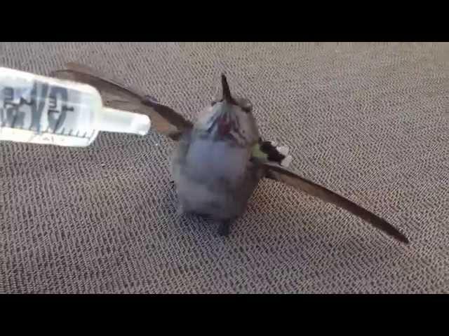 Watch the look in its eyes at the end. Hummingbird rescue