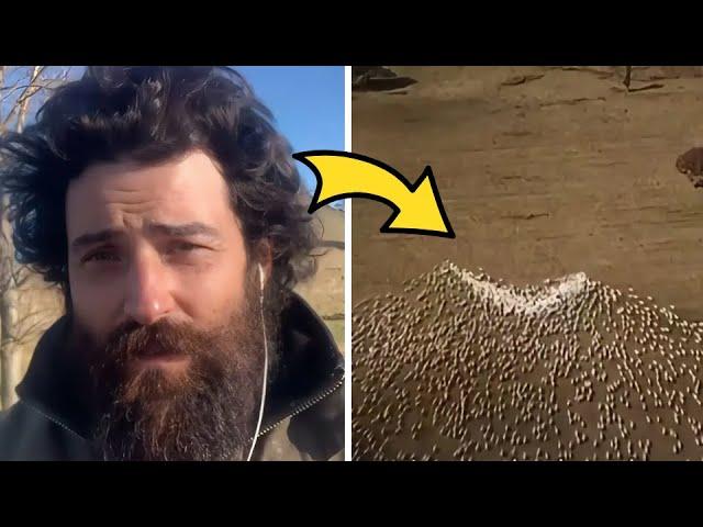 It looked like farmer was just herding sheep, then a drone captured the truth