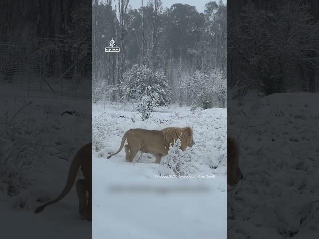 Lions enjoy rare snow in South Africa | AJ #shorts