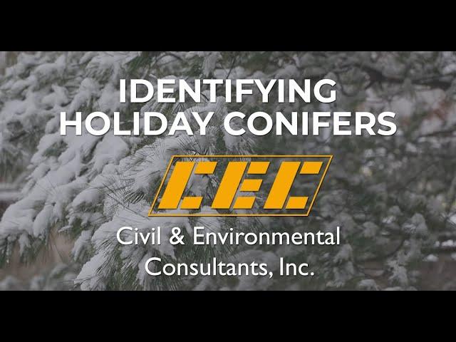 Identifying Favorite Holiday Conifers and Evergreens