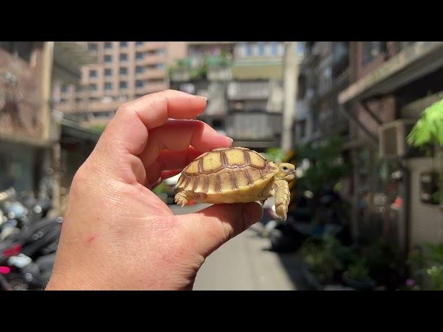 悠悠水族兩棲爬蟲～原裝進口高質量蘇卡達陸續上線啦～編號０２９～