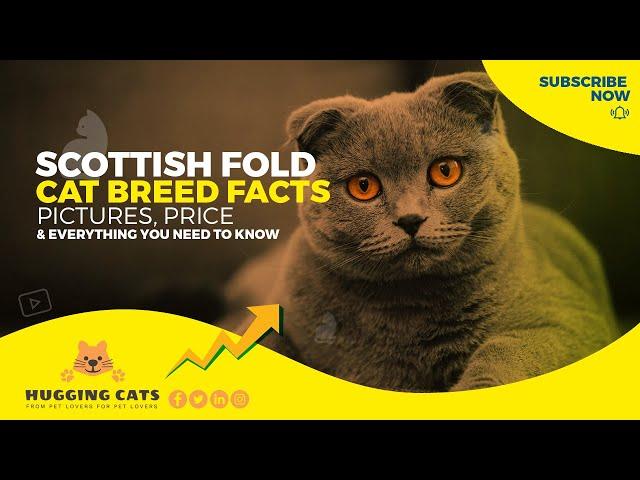 Scottish Fold Cat Breed: Pictures, Fun Facts, Personality Traits & More!