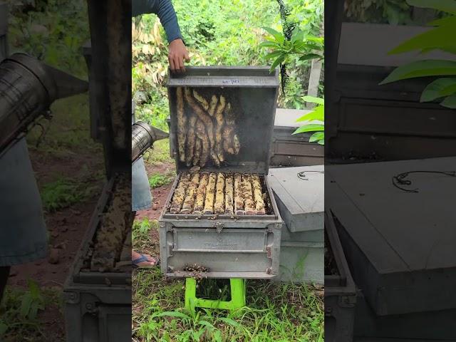 The bee species is still good to take care of. #beefeater #beekeeping