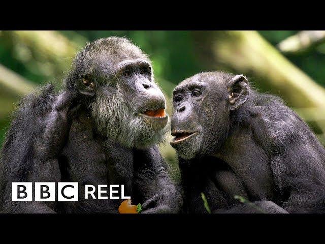 Chimpanzees are ‘just like us’  - BBC REEL