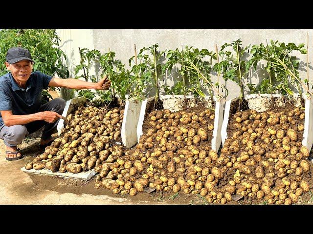 Never Have To Buy Potatoes Again, Here's How I Grow Potatoes Without Doing Anything