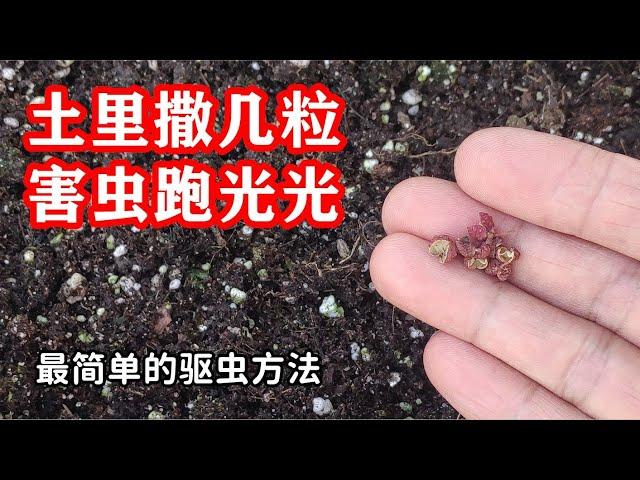 最简单的驱虫方法，害蟲瞬間不見了 【种菜养花 - 驱虫杀虫】花椒除虫小妙招