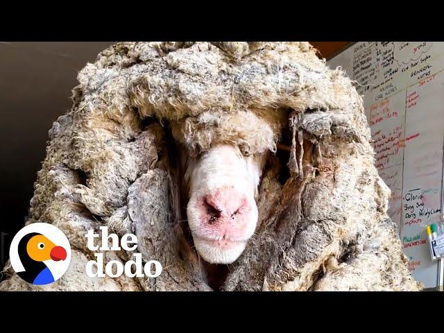 Sheep Covered In 80 Pounds Of Wool Makes Most Amazing Transformation  | The Dodo Faith = Restored