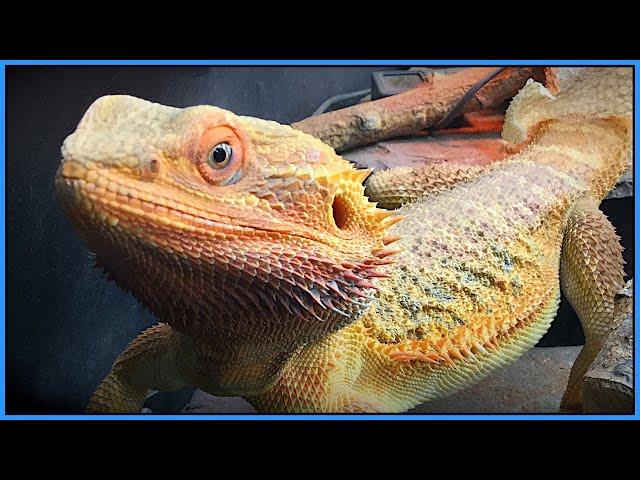 Heating and Lighting for Reptiles - My Lasting Thoughts