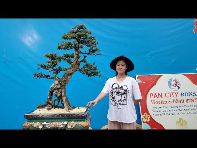 PAN CITY 346  Siêu phẩm Linh sam già chát cùng 20 combo Bonsai đủ thể loại 