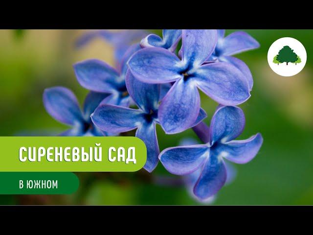 Сирень Цветущий сад в «Южном»