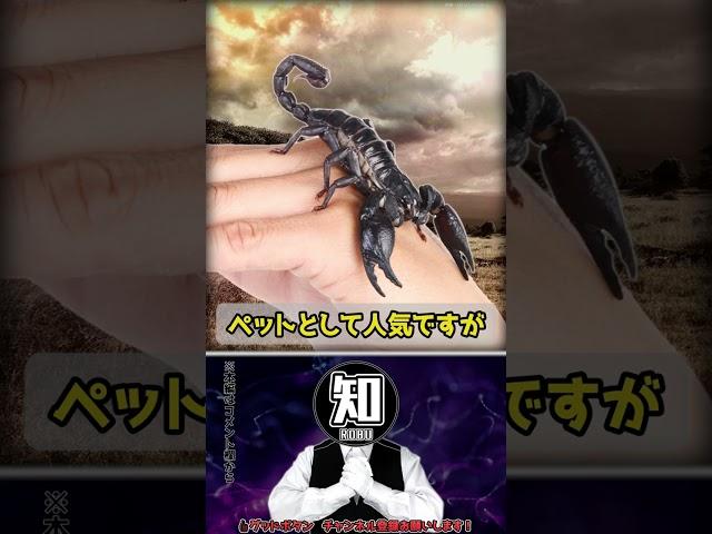 【世界最大級のサソリ】ダイオウサソリって実は紫外線で・・・ #Shorts